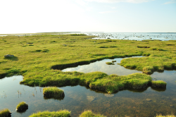 Steart Marshes